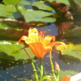 Day Lily