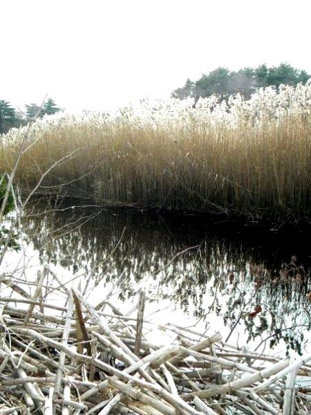 reed reflections