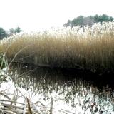 reed reflections