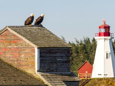 Watchful Eagles Watchful Eagles