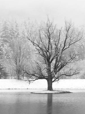Winter Tree B&W Winter Tree B&W