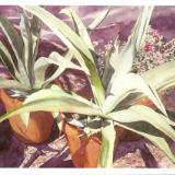 Potted Agaves