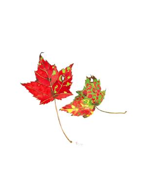 Two Maple Leaves