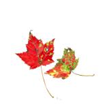 Two Maple Leaves