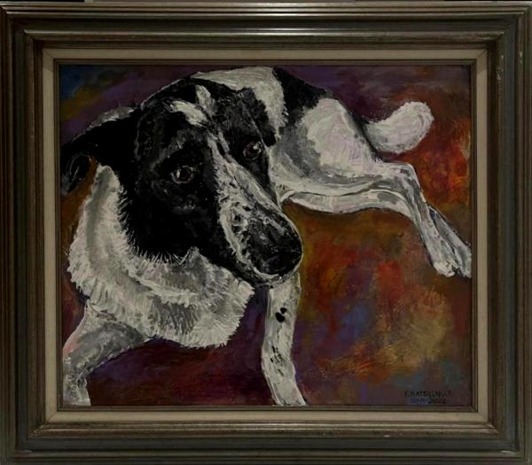 collie 1