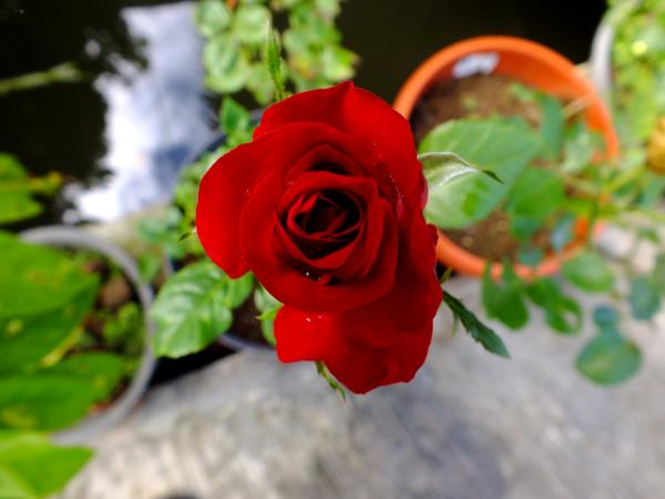 red rose