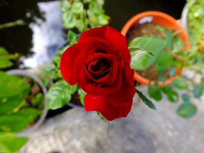 red rose red rose