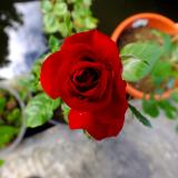 red rose