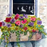 Window Box