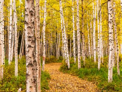 Boreal Forest Birch Tree Path Boreal Forest Birch Tree Path
