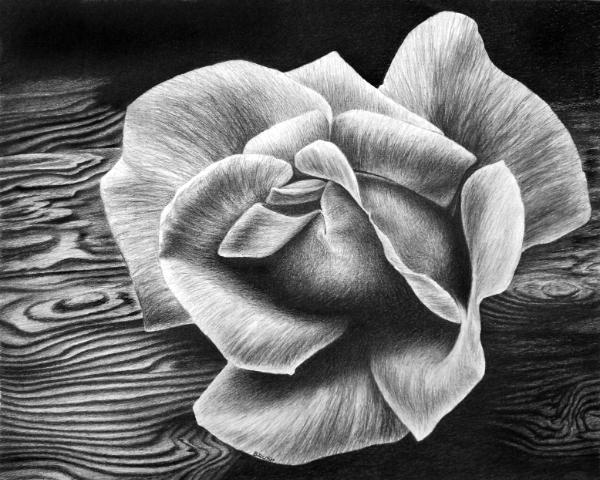 Driftwood Rose