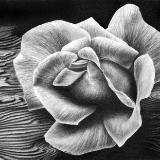 Driftwood Rose