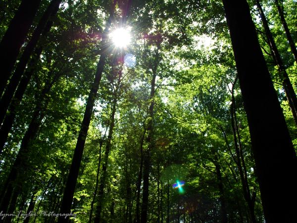 Through the Trees