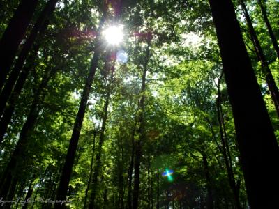 Through the Trees