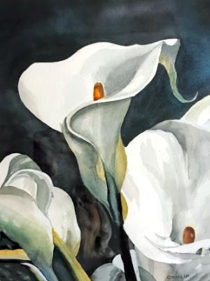 Calla Lily Calla Lily