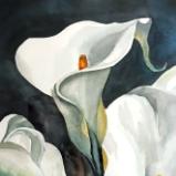 Calla Lily