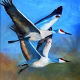 Sandhills in Flight - oil - 24x30