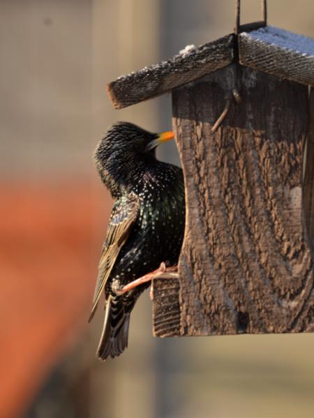 Starling