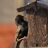 Starling