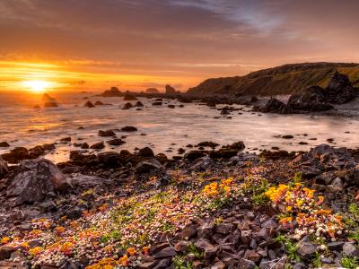 Golden Light on Flowery Rocks Golden Light on Flowery Rocks