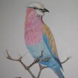 Lilac Breasted Roller 2