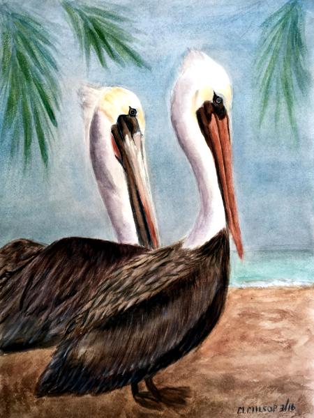 Pelicans