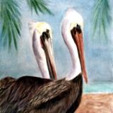 Pelicans