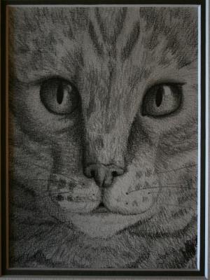 Feline Close up