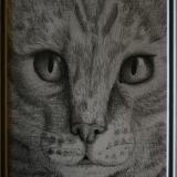 Feline Close up