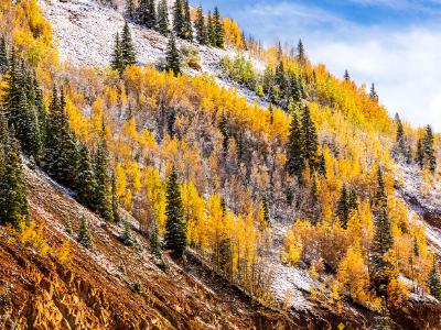 Golden Aspens on a Snowy Red Mountainside Golden Aspens on a Snowy Red Mountainside