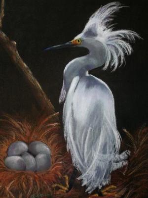 Snowy Egret