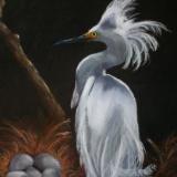 Snowy Egret