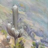 Sabino Saguaro