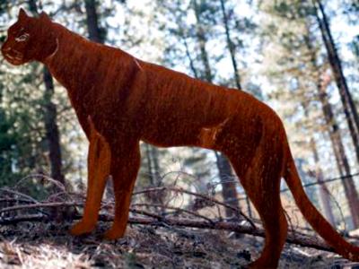 Cougar Cougar