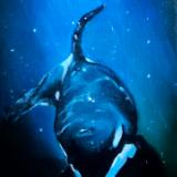 Killer Whale