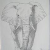 Elephant sketch