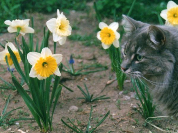 Cat Among the Daffodils