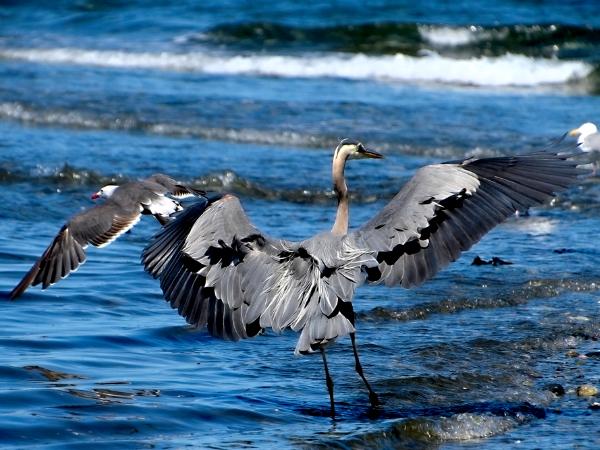 Great Blue Heron