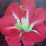 Amaryllis