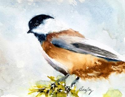 Blackcapped Chickadee Blackcapped Chickadee