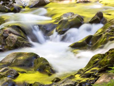 Golden Reflections in Sol Duc River Golden Reflections in Sol Duc River