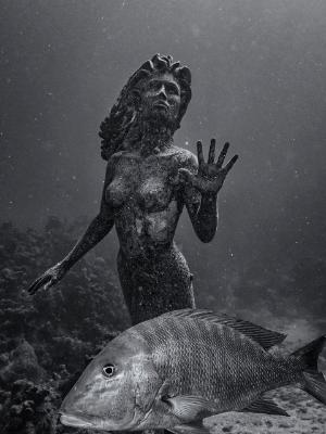 Red Snapper Mermaid Red Snapper Mermaid