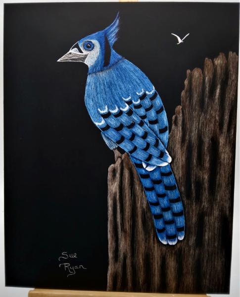 Blue Jay Just Chillin'