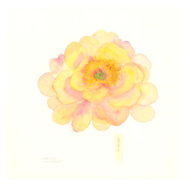 The Tree Peony