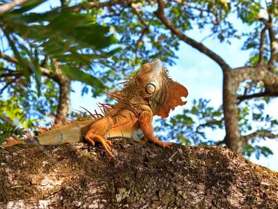 Magnificent Iguana Magnificent Iguana