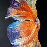 Good Bye - Orange Beta Fish Tail