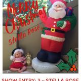 SHOW ENTRY: 3 ~ STELLA ROSE (S.A)