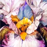 Purple Iris III