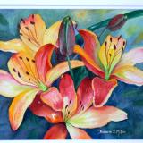 Lillies