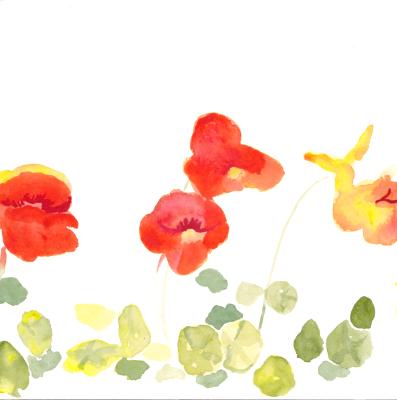 Nasturtiums Nasturtiums